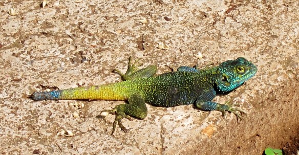 ACME Lake Kivu lizard