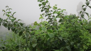 haven't we got these bushes?